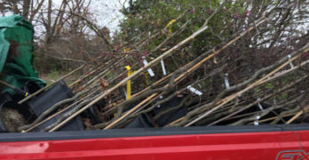 Stacking trees in a pick up truck.
