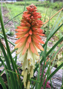 Kniphofia, Red Hot Poker or Torch Lily