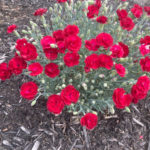 Electric Red Dianthus