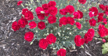 Electric Red Dianthus