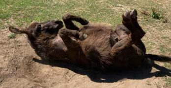 This upside down donkey is a hoot!