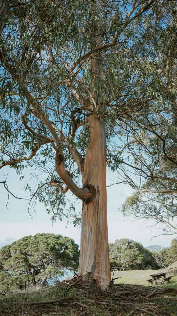 fast growing eucalyptus tree