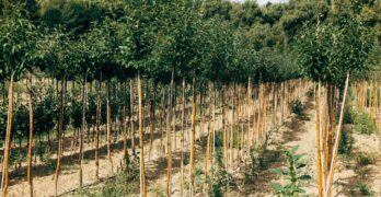 Young trees planted in organized rows, sunny landscape.