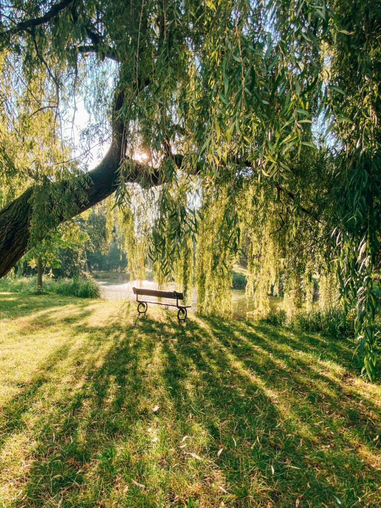 fast growing weeping willow tree