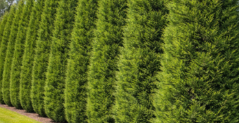 leyland cypress privacy tree.jpg