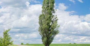 lombardy poplar