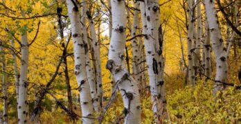 quaking aspen