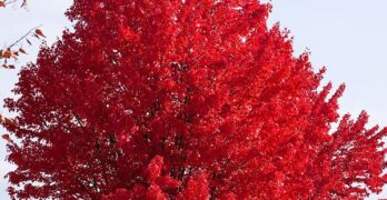red maple