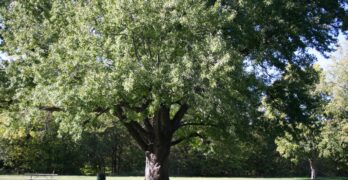 silver maple