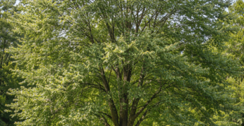 silver maple fast growing tree